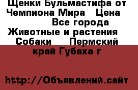 Щенки Бульмастифа от Чемпиона Мира › Цена ­ 1 000 - Все города Животные и растения » Собаки   . Пермский край,Губаха г.